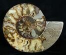 Giant Inch Split Ammonite Pair #3755-5